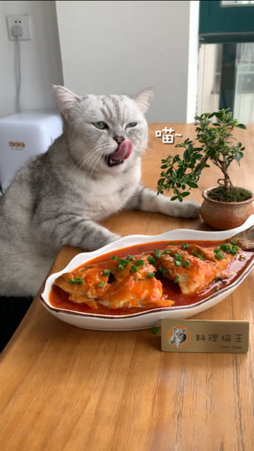 【料理猫王】猫咪成精,给主人做了道番茄鱼,居然没偷吃