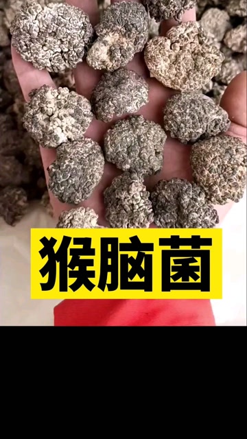 猴脑菌,是啥蘑菇