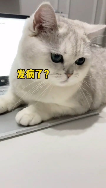 风车车:我这么可爱,你竟然舍得揍我#喵星人#萌宠#搞笑#可爱