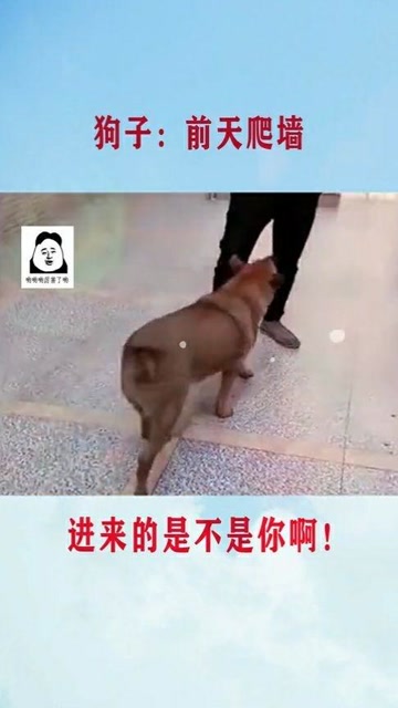 狗子:前天爬墙进来的是不是你啊!