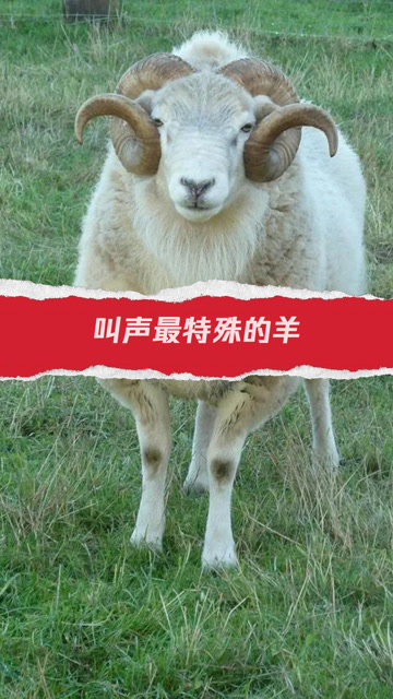叫声最特殊的羊 这还真是吓人一跳啊