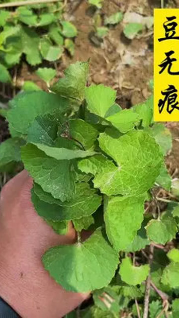 路边的锅盖草认识吗