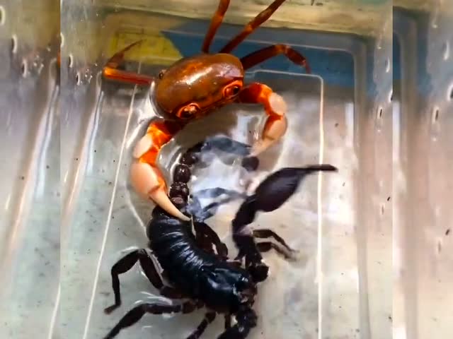 搞笑片段:螃蟹和蝎子对战,你觉得谁会赢呢?
