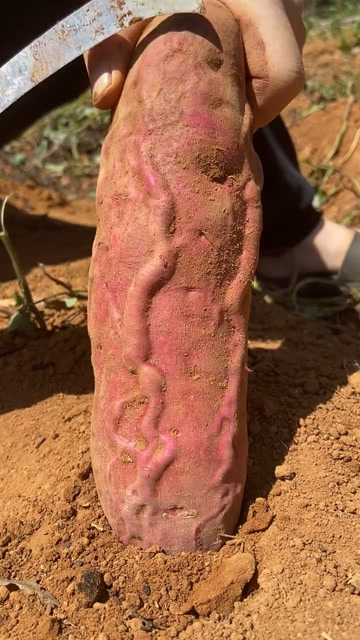 暴涨青筋的红薯,里面会是什么样子的?