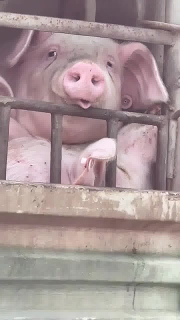 猪也在迷茫吗,这么纯洁的眼神,看着真让人羡慕