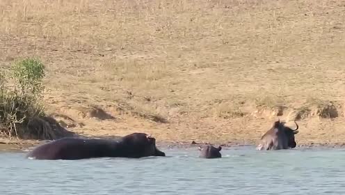 野牛被鳄鱼死死拖住,最后河马看不惯了冲了过去