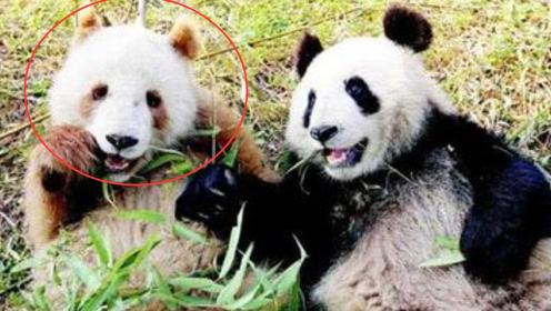 代表委员建议推出大熊猫精品