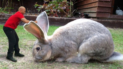 世界上最大的兔子,体长1.22米,网友:一锅炖不下!