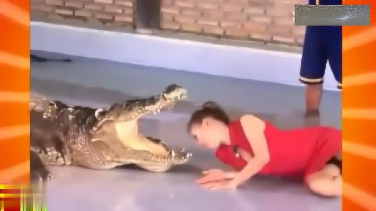 泰国猛女作死挑战把头塞进鳄鱼嘴,瞬间全场鸦雀无声