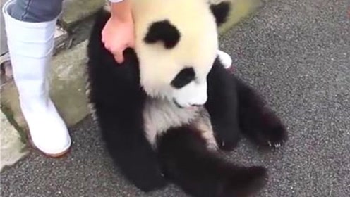 rm格式手机视频播放器_视频播放器格式不支持_熊猫多格式视频播放器