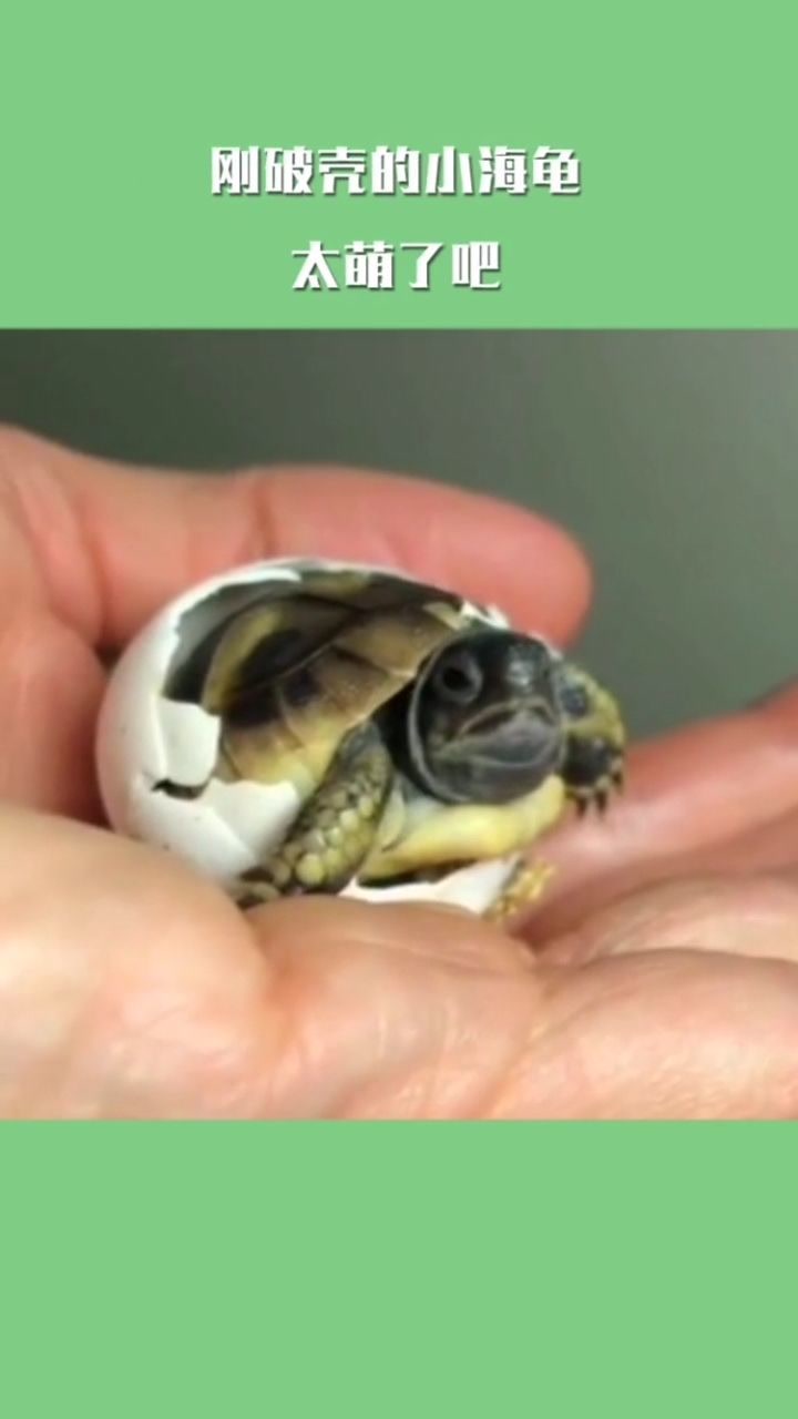 刚出生的小乌龟太可爱了吧