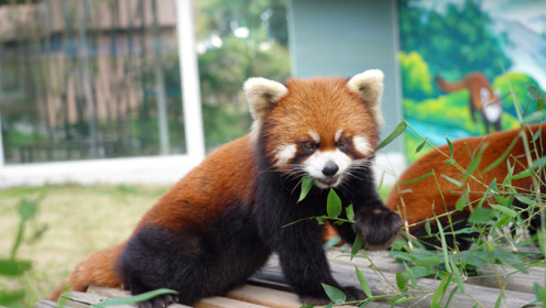小熊猫吃竹子吐舌头的样子太可爱了