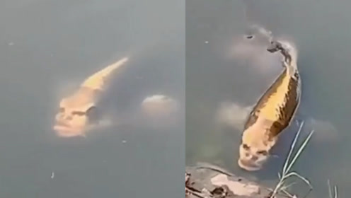 昆明苗族村湖里出现