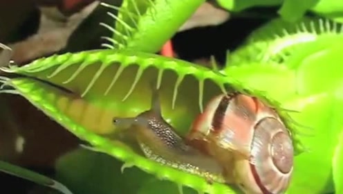 食人花能轻松吃掉昆虫，当蜗牛爬进食人花的嘴