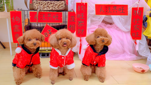 主人手写迷你小对联 贴满狗狗家具 在家过年也热热闹闹 鹅家萌宠园 腾讯视频