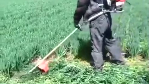 上地割韭菜了,都割一半了,但总感觉哪里不对