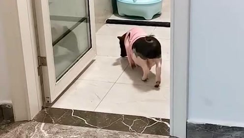 迈巴赫多少钱一台，养一台迈巴赫一年多少钱