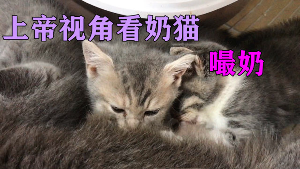 见过小奶猫嘬奶啥样吗?小嘴巴嘬奶的频率堪比“电动小马达”!