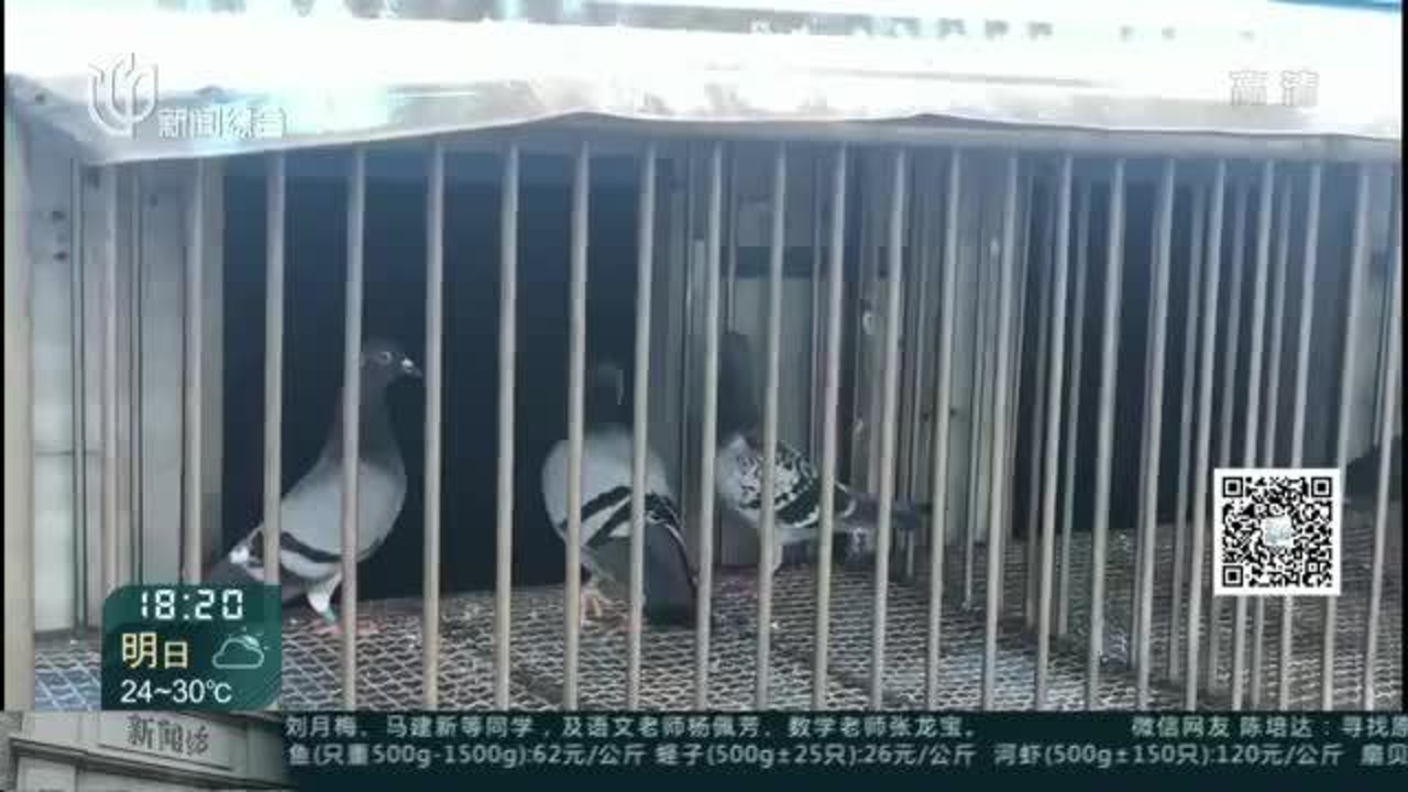 二十年违建鸽舍 一周内全部拆除