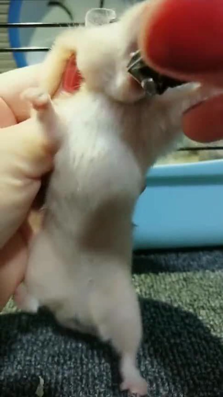这老鼠是成精了吗,牙齿这么长