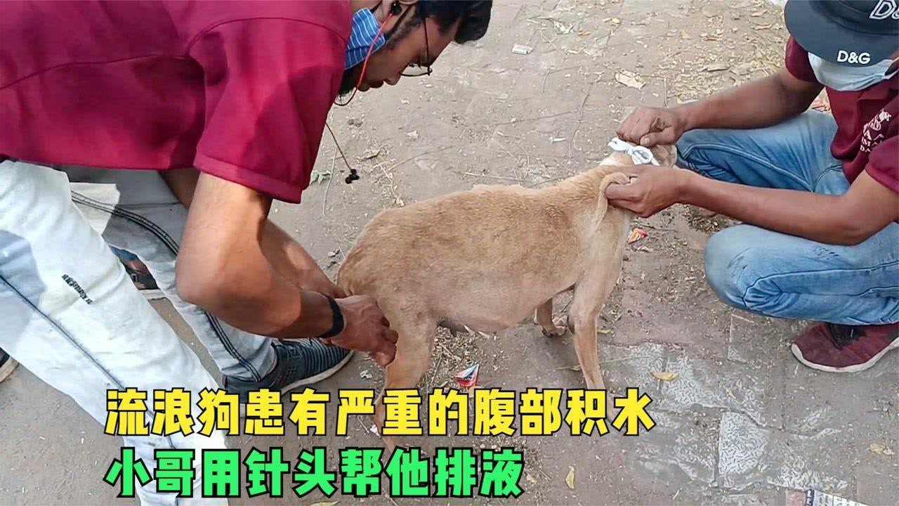 流浪狗患有严重的腹部积水,小哥用针头帮他排液,过程特别的暖心