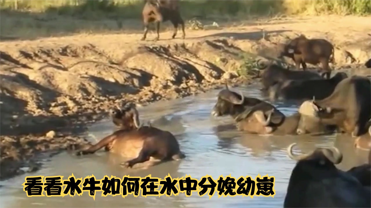 看看水牛在水中如何分娩,同伴只顾着舒服,却不知幼崽面临危机!