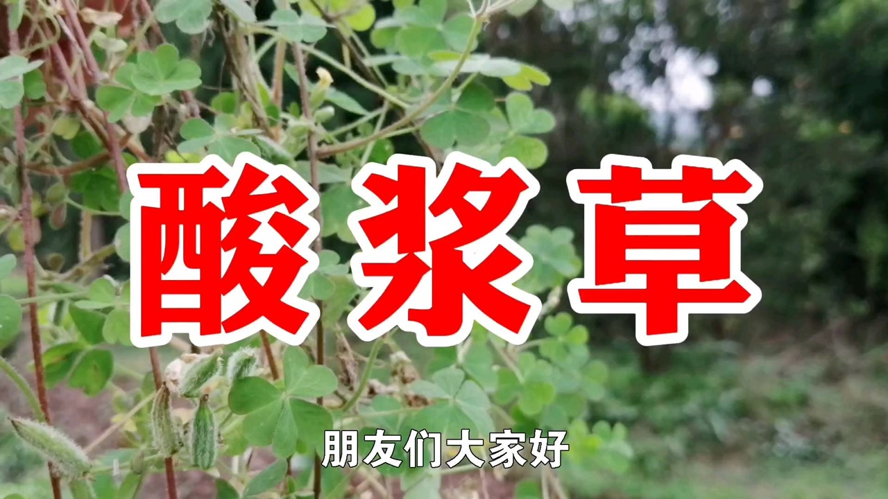 农村一种野草名叫酸浆草,又名酢浆草,用处多价值高遇见请珍惜
