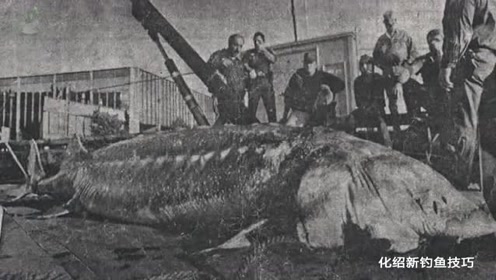 钓鱼史上最大的鲟鱼,小货车一样长,上千斤重