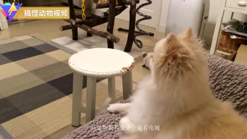 动物恶搞特效视频，动物恶搞特效视频大全