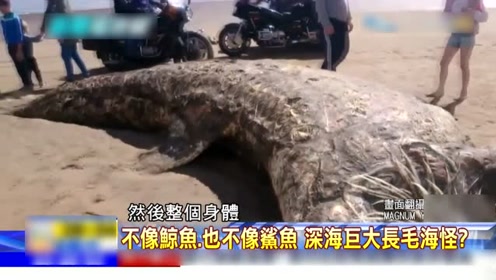 海滩搁浅巨大长毛"海怪",浑身长毛外形恐怖或属于深海未知生物