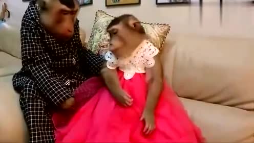 动物搞笑视频, 看到两只猴子结婚, 大笑!