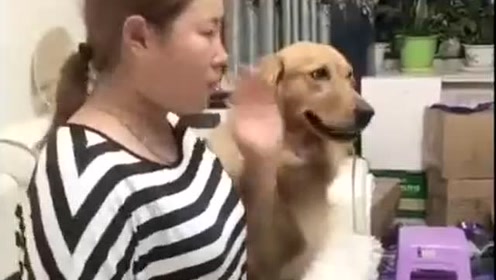 宠物逝世恶搞视频，宠物逝世恶搞视频大全