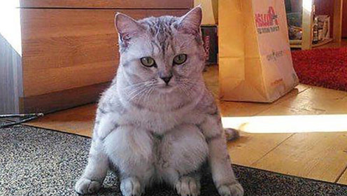 猫咪蹲着的姿势很奇怪,当女子抱起猫,女子感动哭了