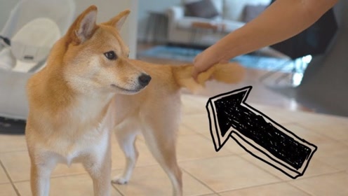 我有一只会偷胖次的柴犬游戏 腾讯视频
