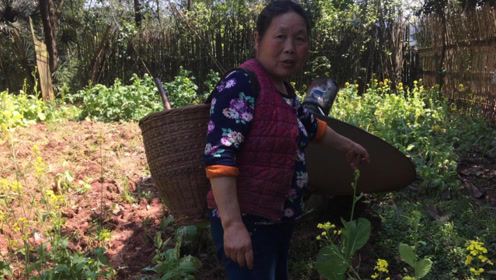 阿姨上山挖折耳根,却意外发现一种名贵药材,遇到是福气