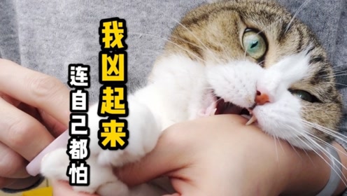 男子装死,想看猫咪啥反应,结果猫咪的反应让男子乐坏了!