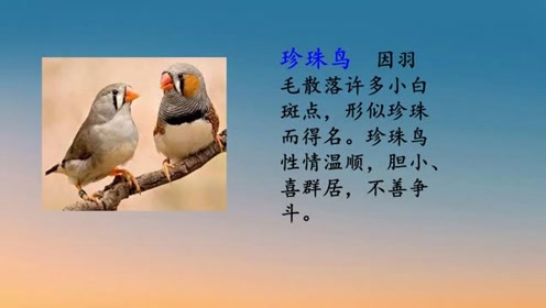 蘇教版四年級語文上冊20 珍珠鳥