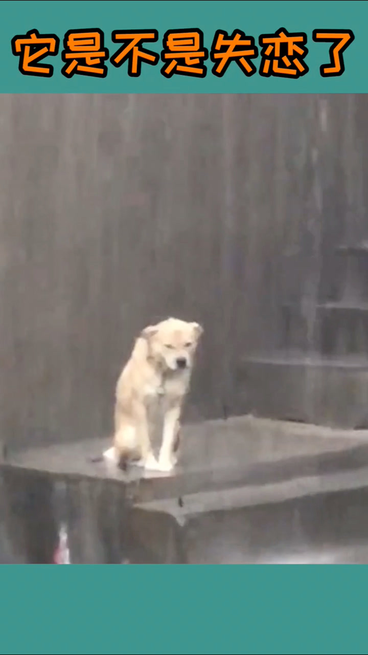 一只淋雨的狗子它是不是失恋了