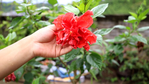 养杜桑花有"忌讳?根本没有的事,看到开花你还犹豫吗?