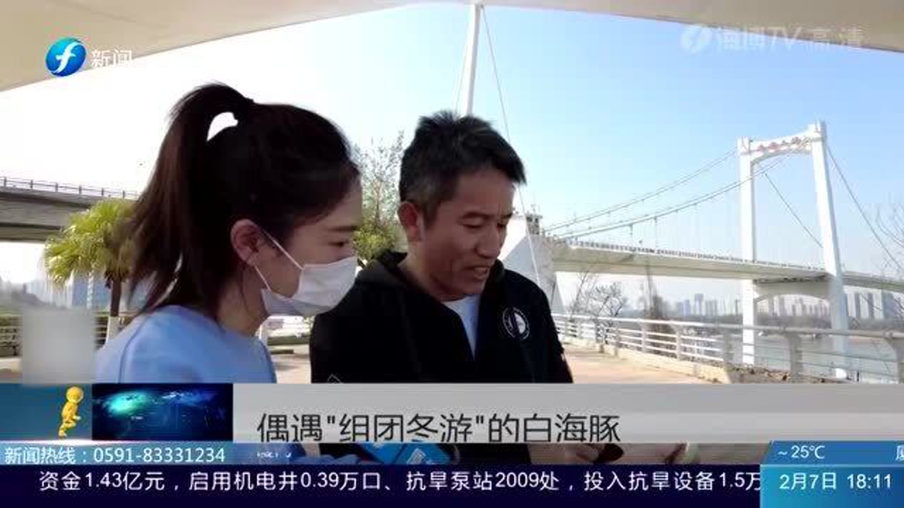 白海豚再次现身厦门海域被拍到,专家:保持安全距离别惊扰它们