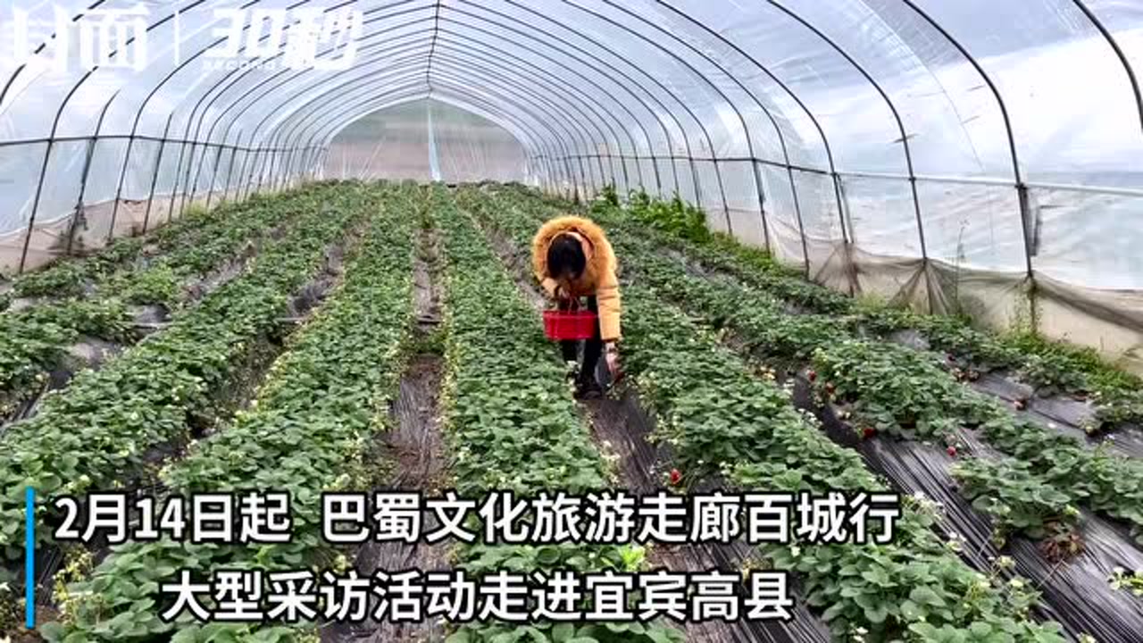 30秒|巴蜀文旅走廊百城行:宜宾高县一年四季瓜果飘香