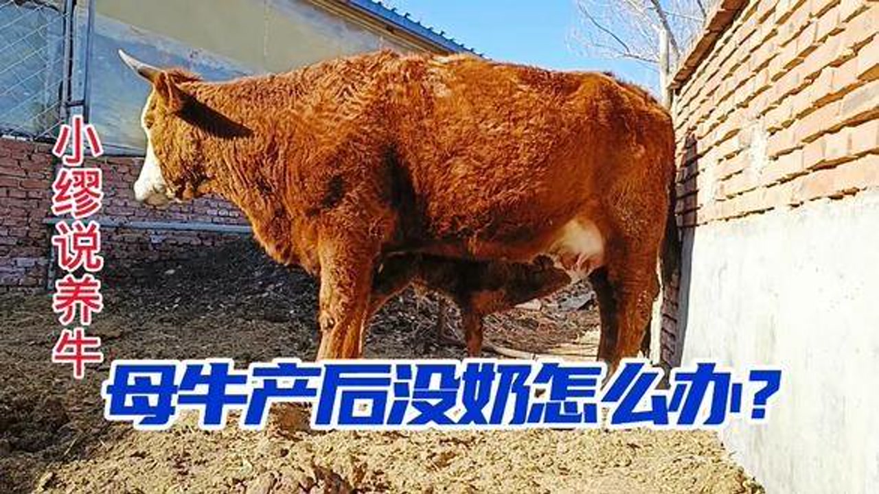 母牛产后没奶怎么办#繁殖母牛#科学养牛#自繁自养#养牛技术