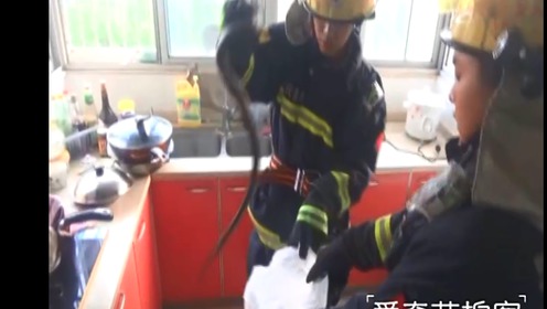 恶搞蛇视频，恶搞蛇吓人视频