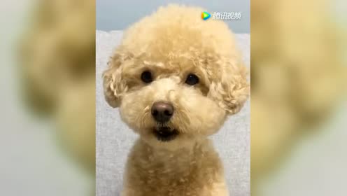 韩国有只奶油贵宾犬简直是辩论天才它总可以回复一长串的话 腾讯视频