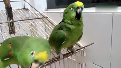这两只鹦鹉的笑声太魔性了!情不自禁跟着笑
