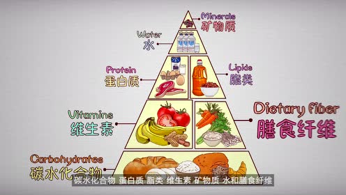 四年级科学下册3 食物