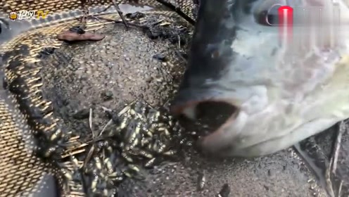 罗非鱼恶搞视频，罗非鱼搞笑视频