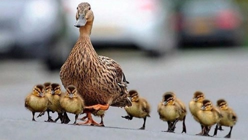 大马路上的奇观,一群小鸭子排队走,不过中间那只是什么鬼
