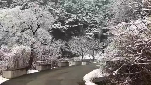 3月28日上午平谷区镇罗营梨花大道