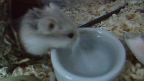 早就受够养娃苦?不如归来养老鼠